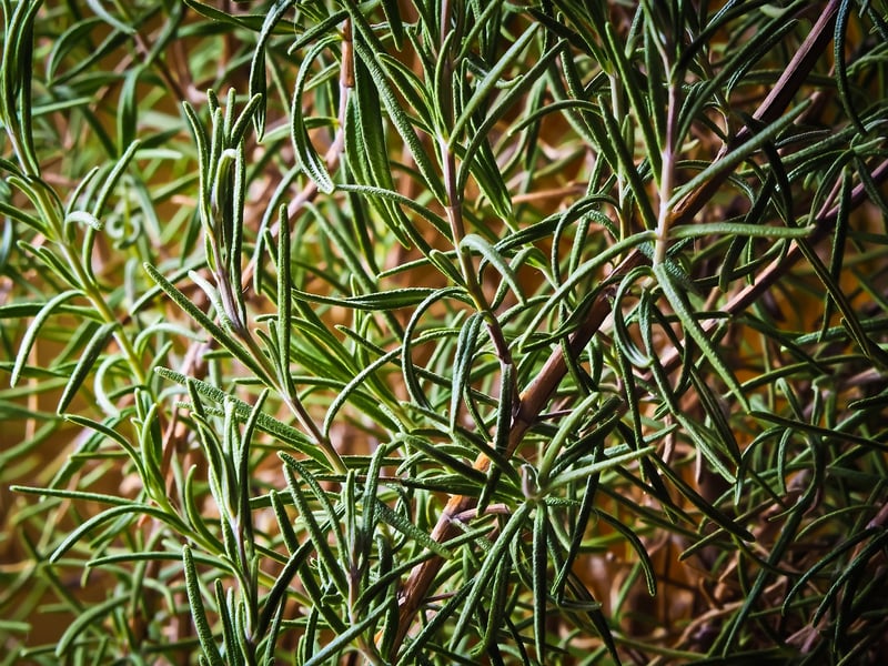 Za'atar